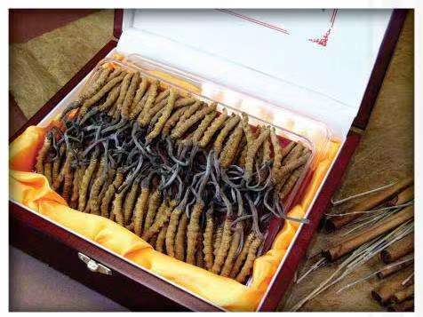 东兴冬虫夏草回收